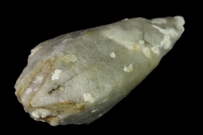 Blastoid (Troosticrinus) Fossil - Tennessee #135590